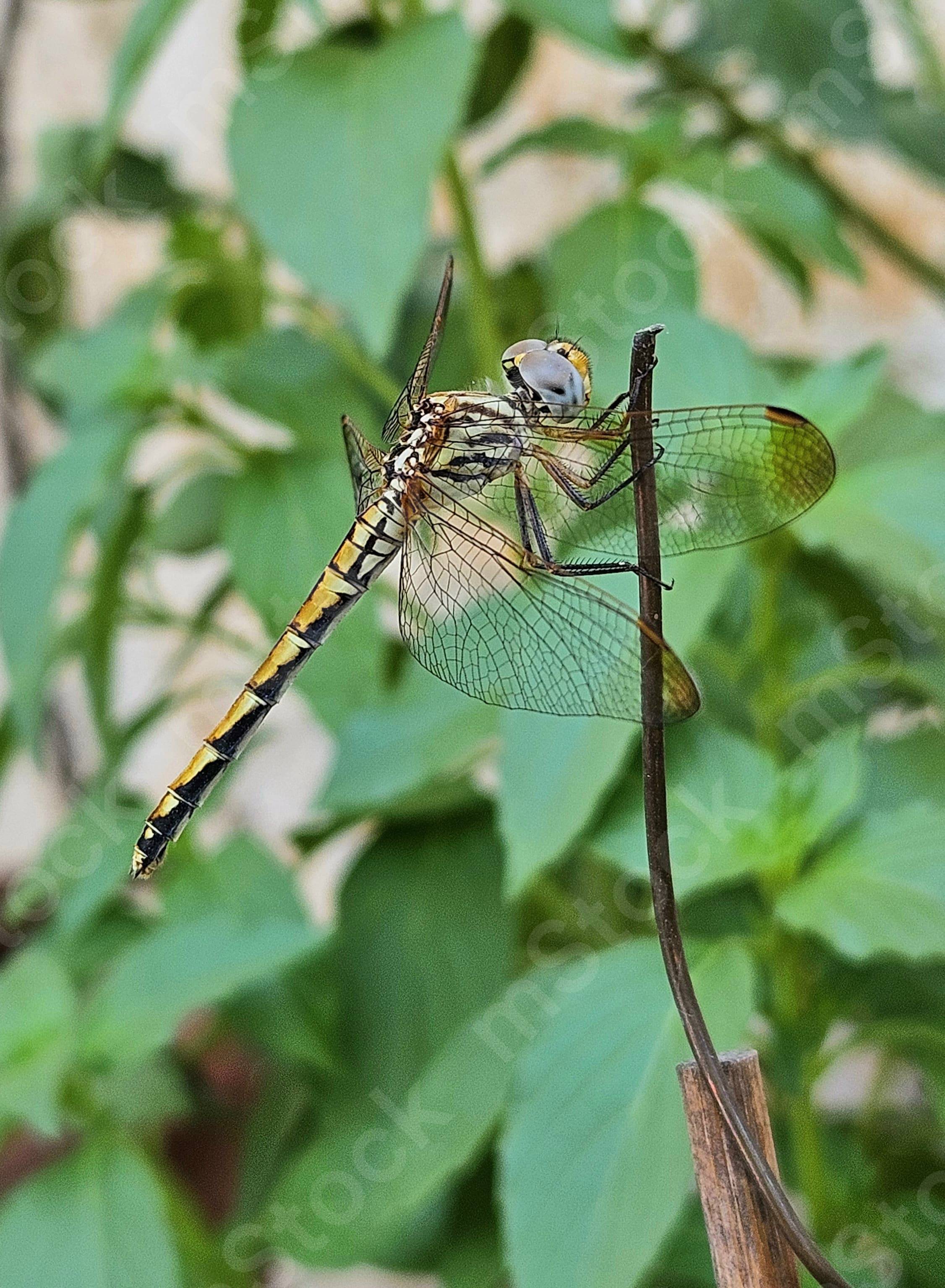 A golden dragonfly clings to the copper wire in the garden preview