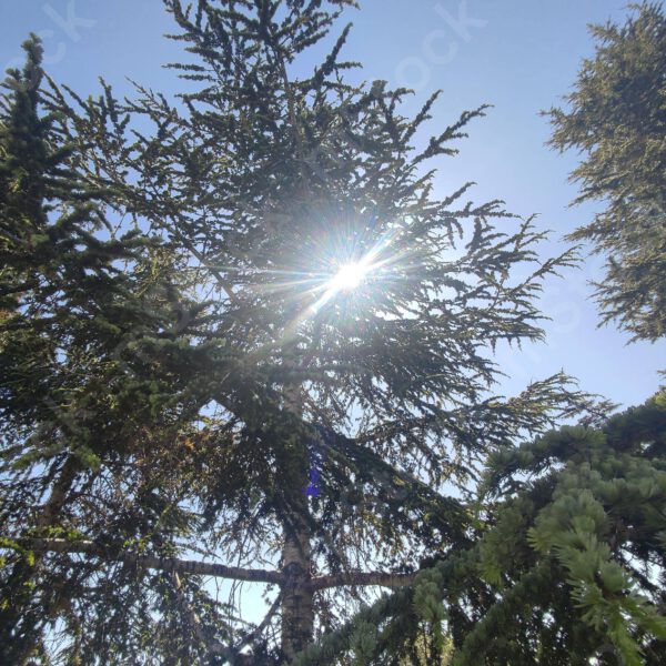 A ray of light peeks through the branches of the cedar tree preview