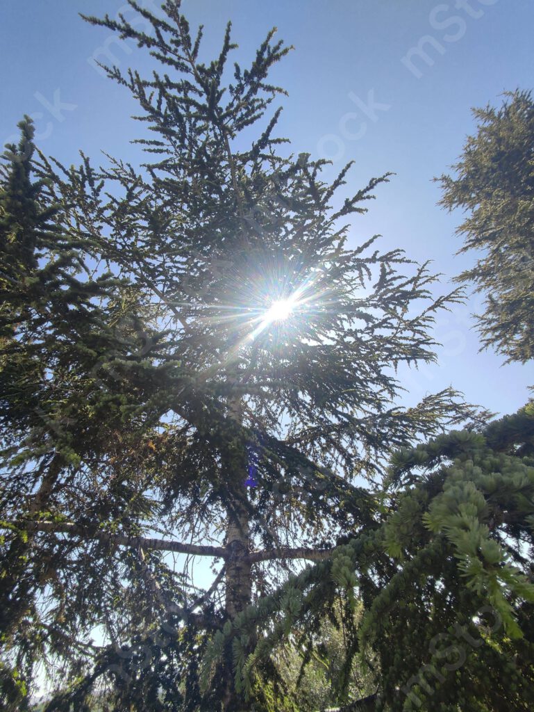 A ray of light peeks through the branches of the cedar tree preview