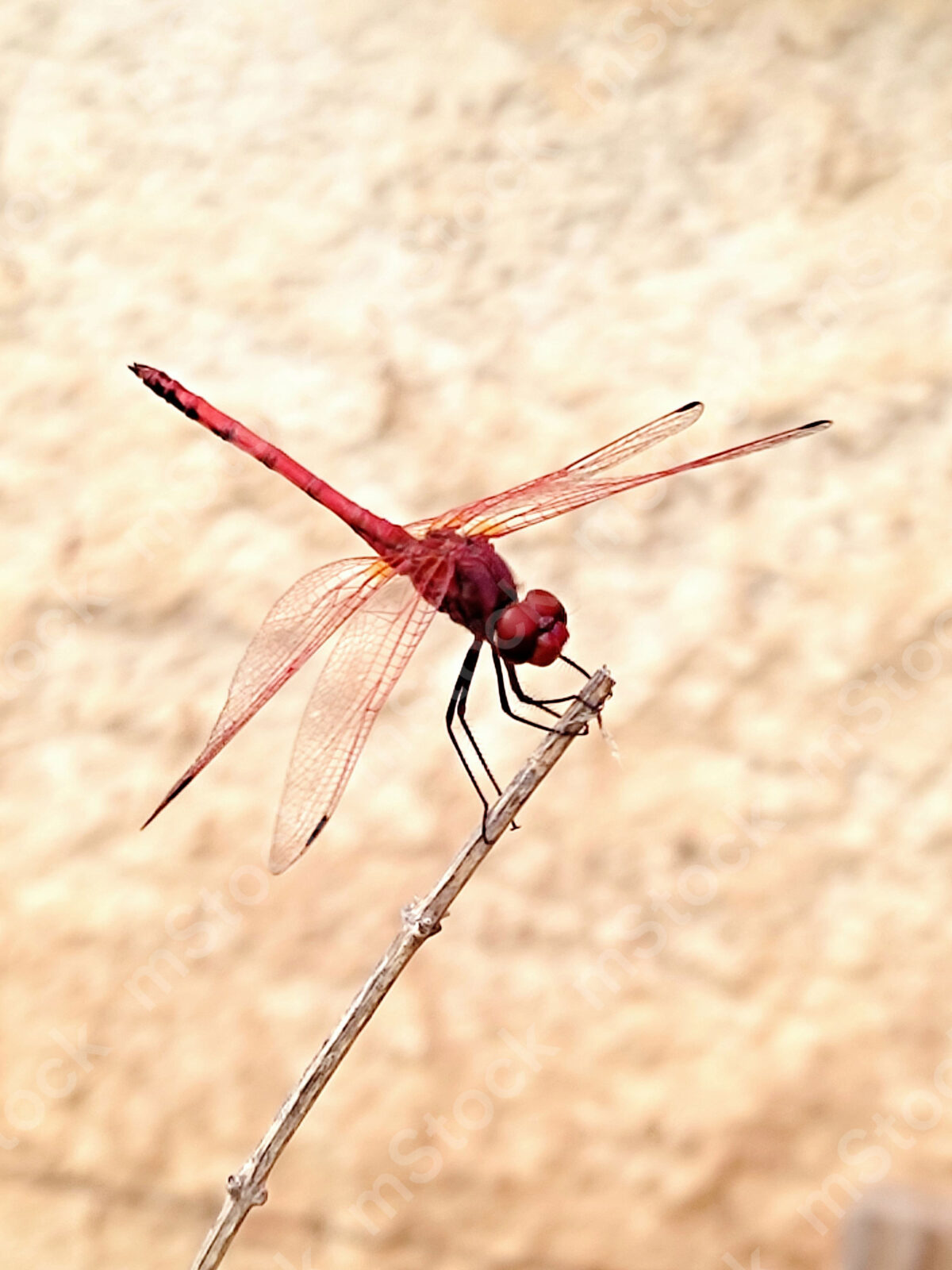 A red dragonfly in a moment of rest preview