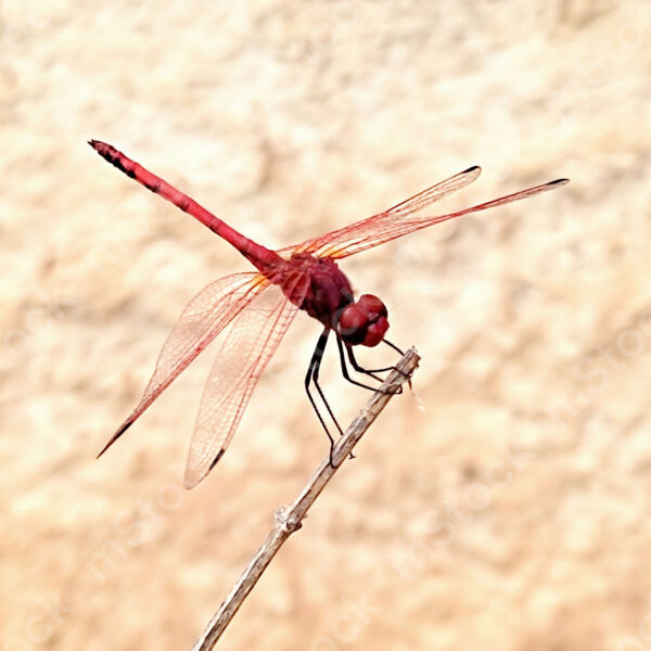 A red dragonfly in a moment of rest preview