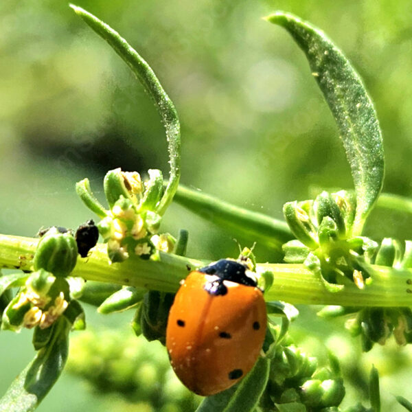 A small beetle that adds color to the green environment