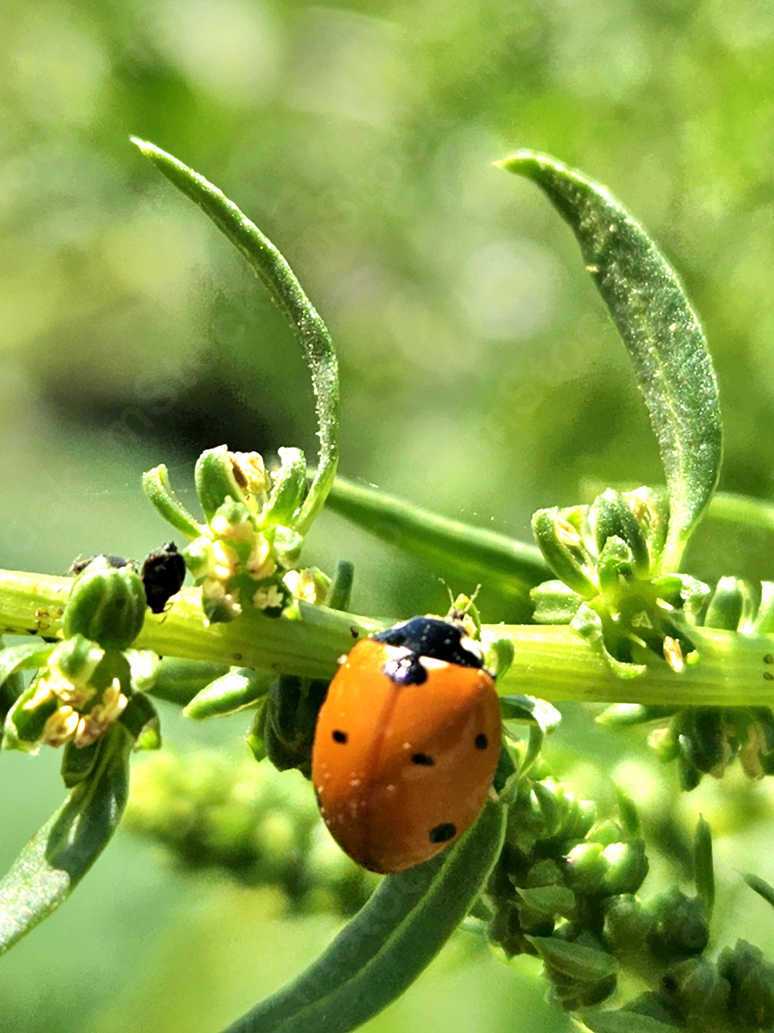 A small beetle that adds color to the green environment