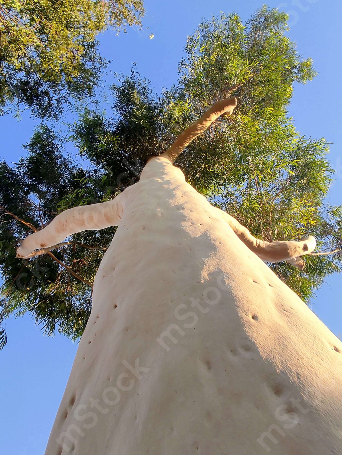 A special eucalyptus tree seen from below preview