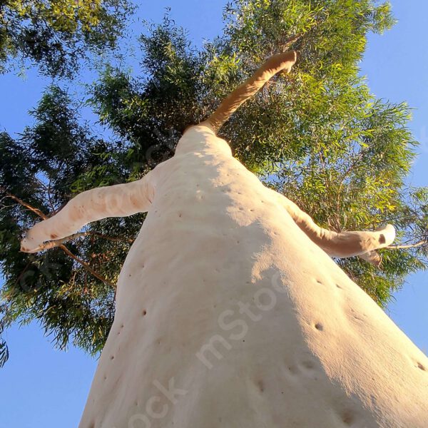 A special eucalyptus tree seen from below preview