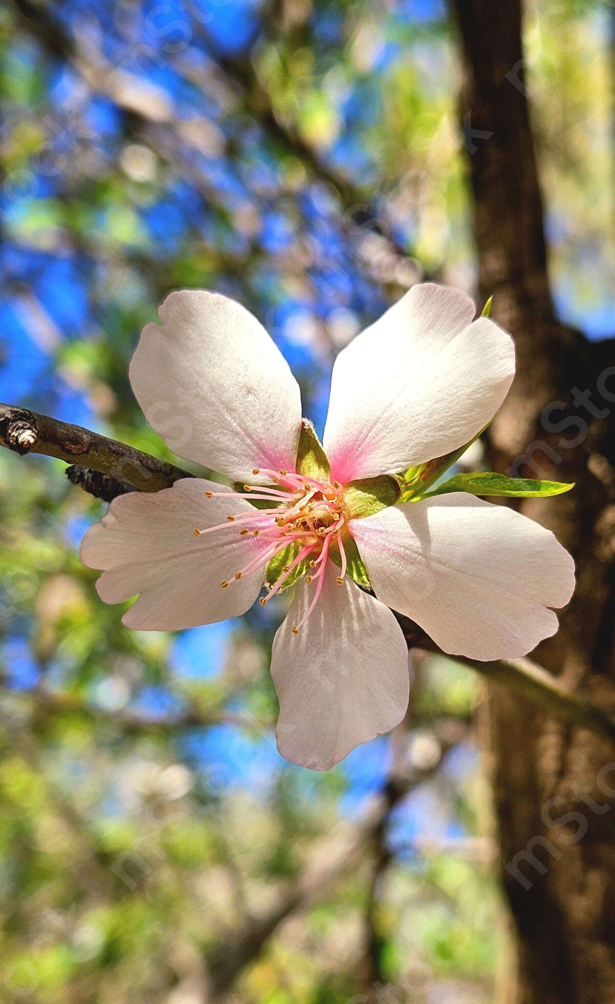 Almond tree flower preview