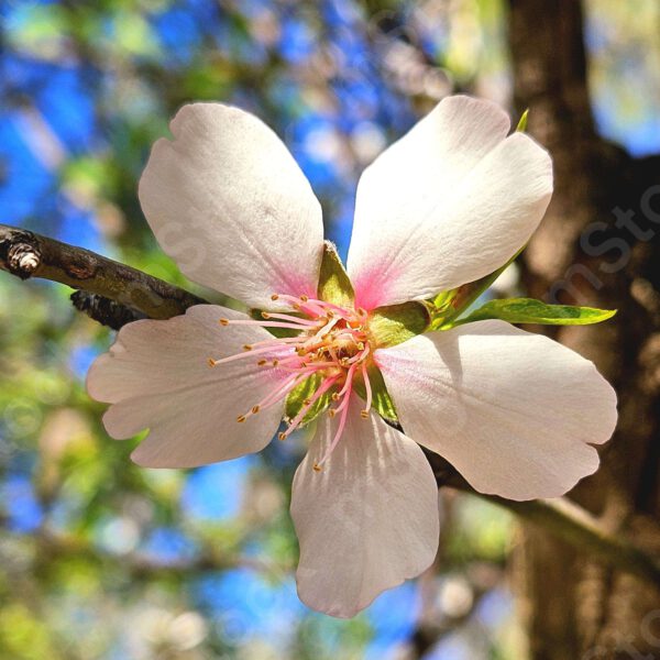 Almond tree flower preview