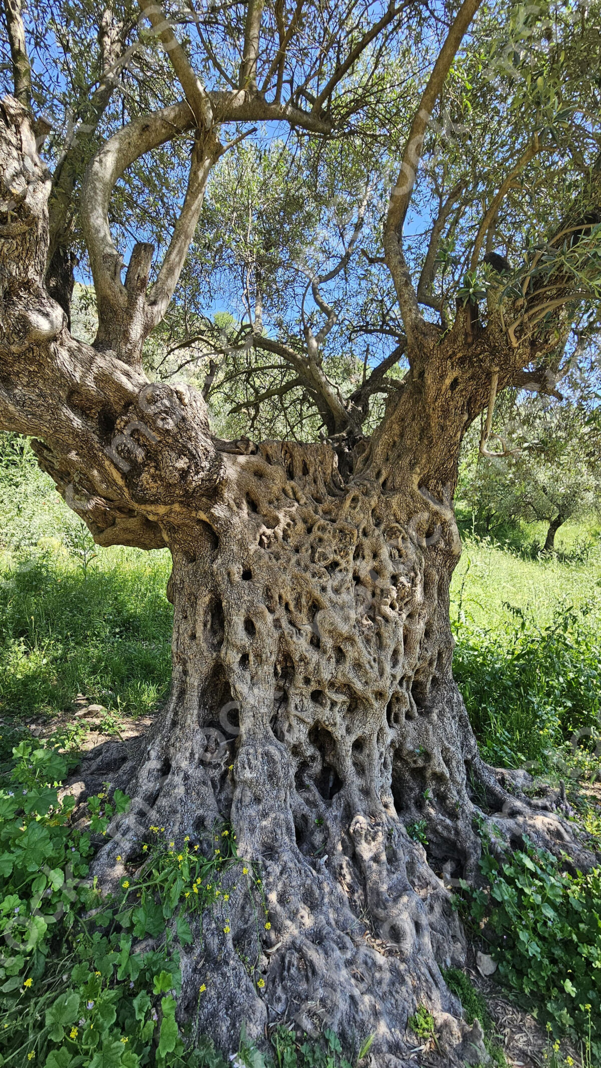 Ancient olive tree