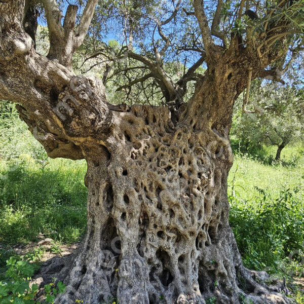 Ancient olive tree