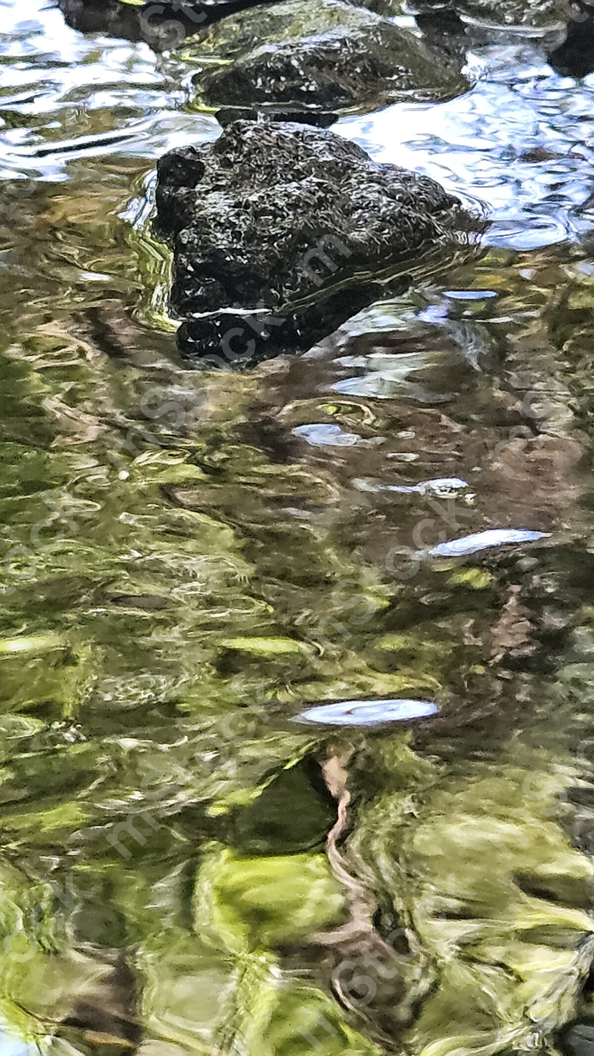 Basalt rock, like a crocodile when his head is over the surface of the water preview