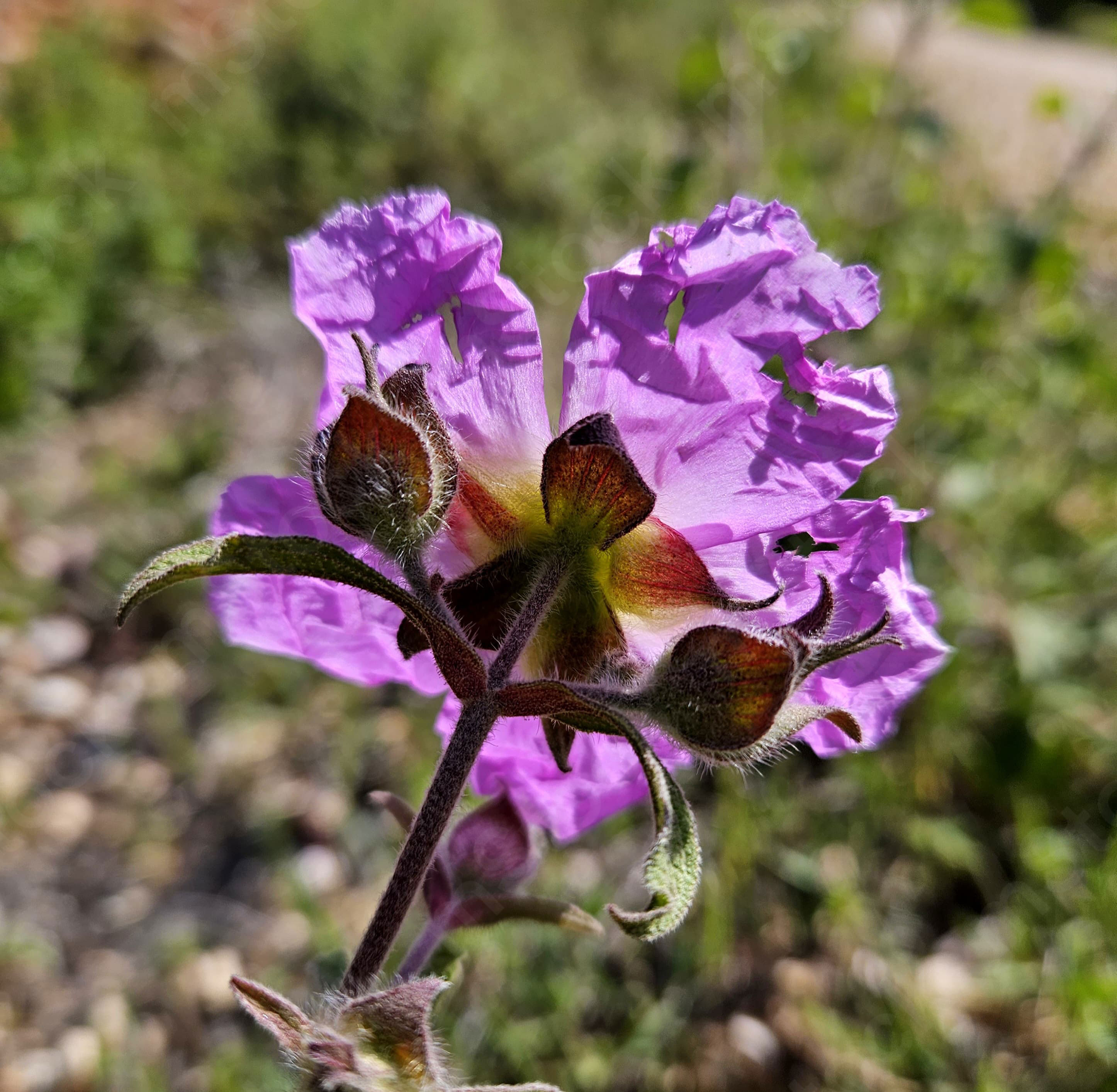 Each plant and flower has its own beauty and uniqueness