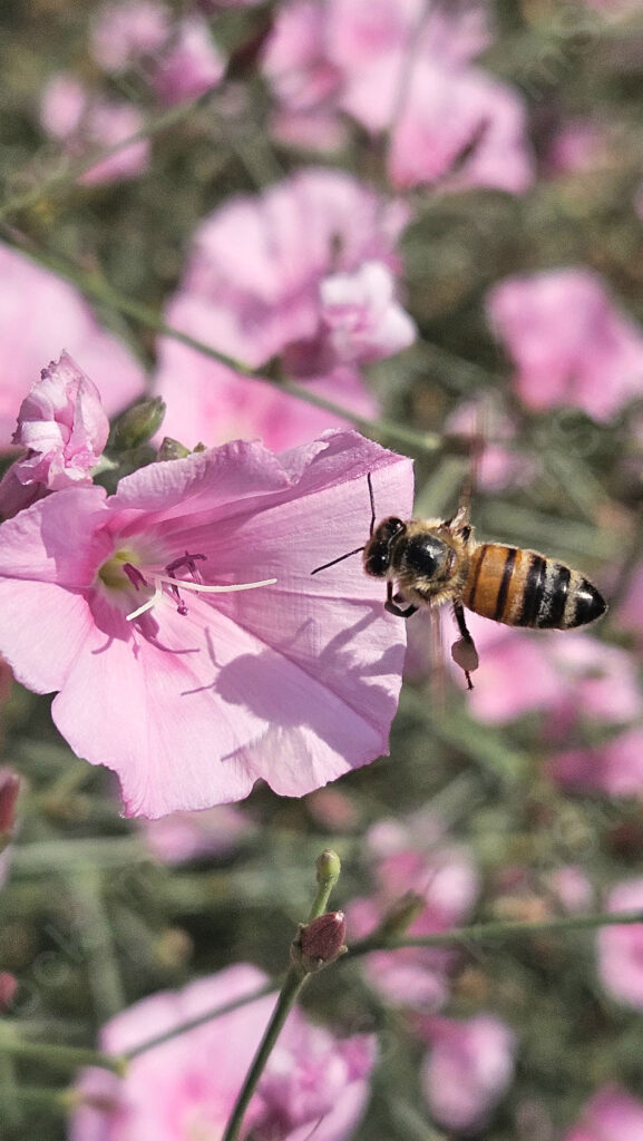 Just before landing, collect more nectar for a meal