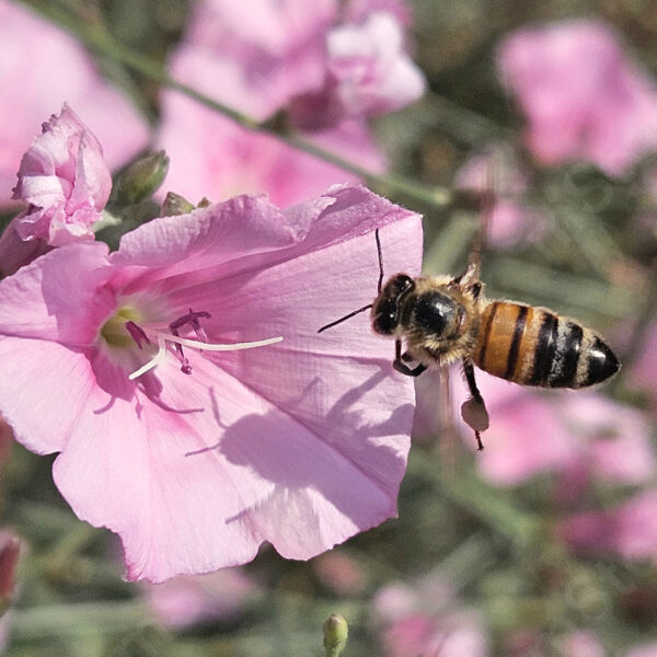 Just before landing, collect more nectar for a meal