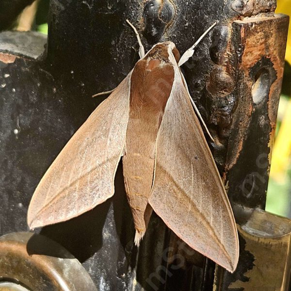 Levant hawk moth resting on an old metal door preview