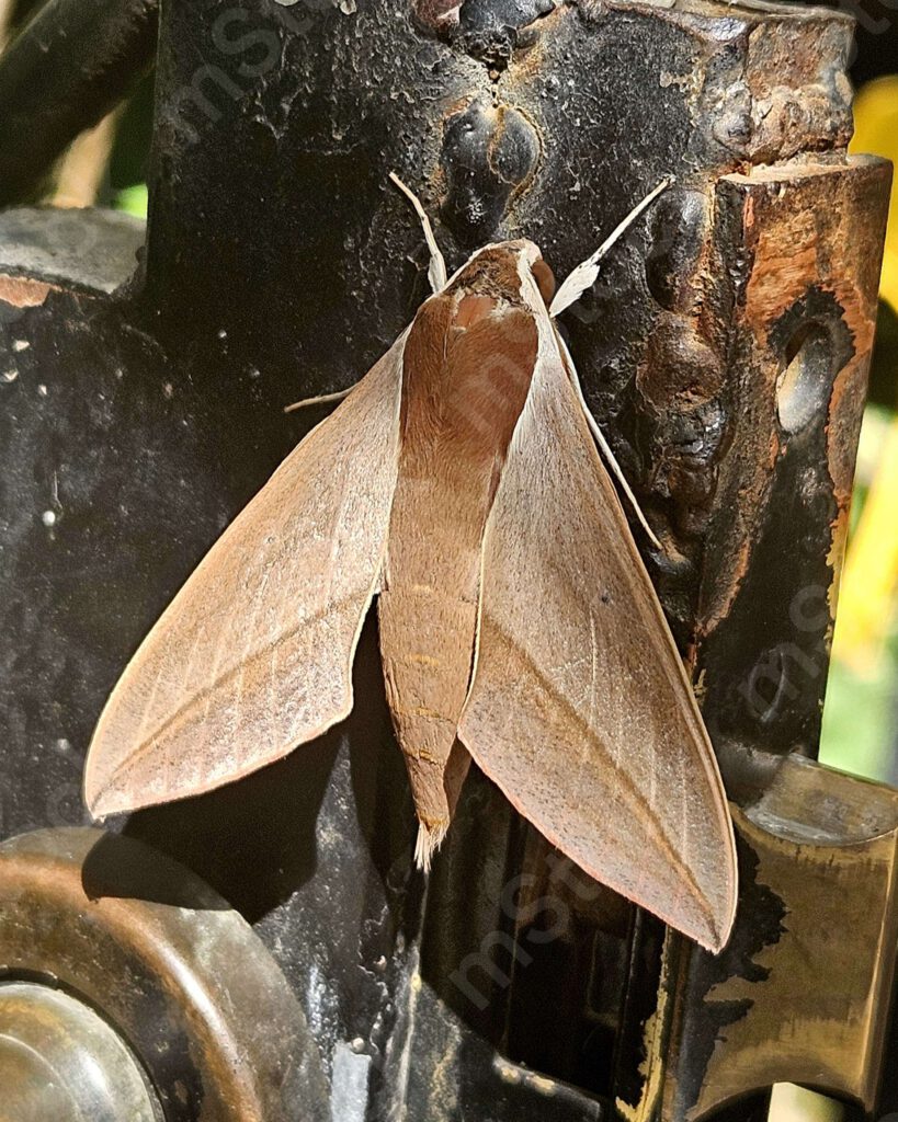 Levant hawk moth resting on an old metal door preview