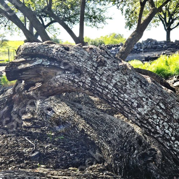 Like a dragon coming out of the ground, the trunk of the Ziziphus tree preview