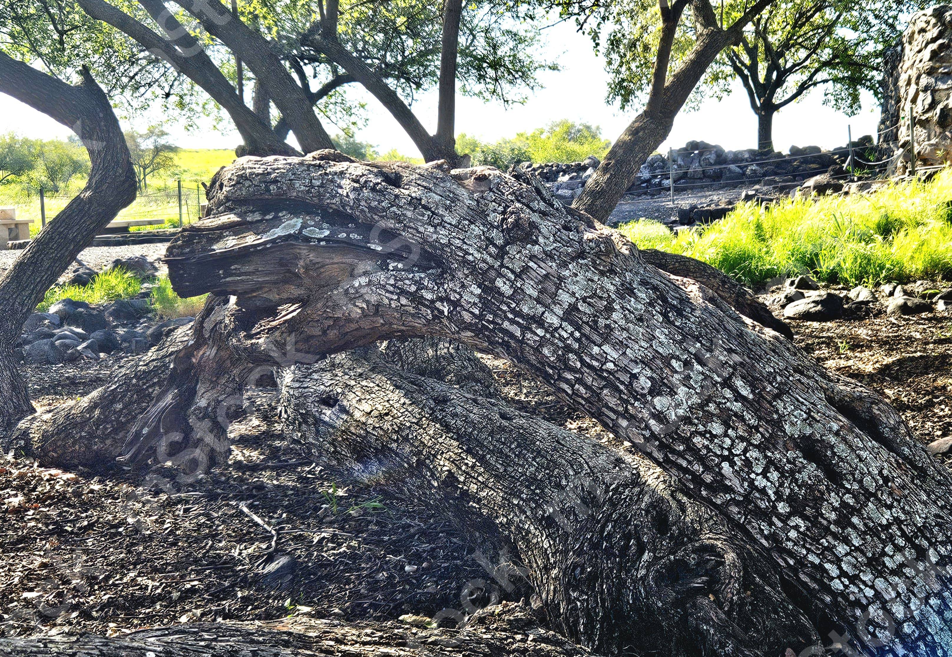 Like a dragon coming out of the ground, the trunk of the Ziziphus tree preview