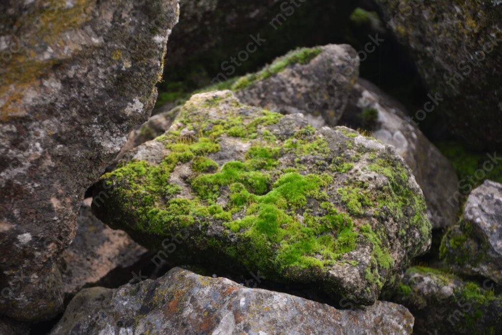 New growth and life among the still rocks