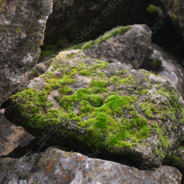 New growth and life among the still rocks