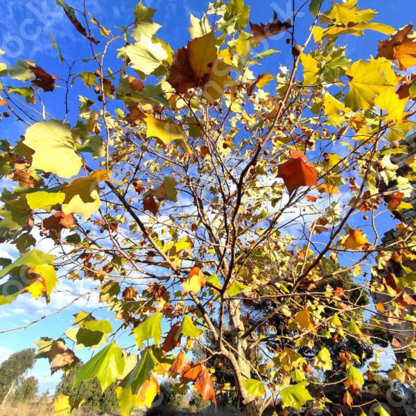 Plane tree in autumn, a celebration of colors preview