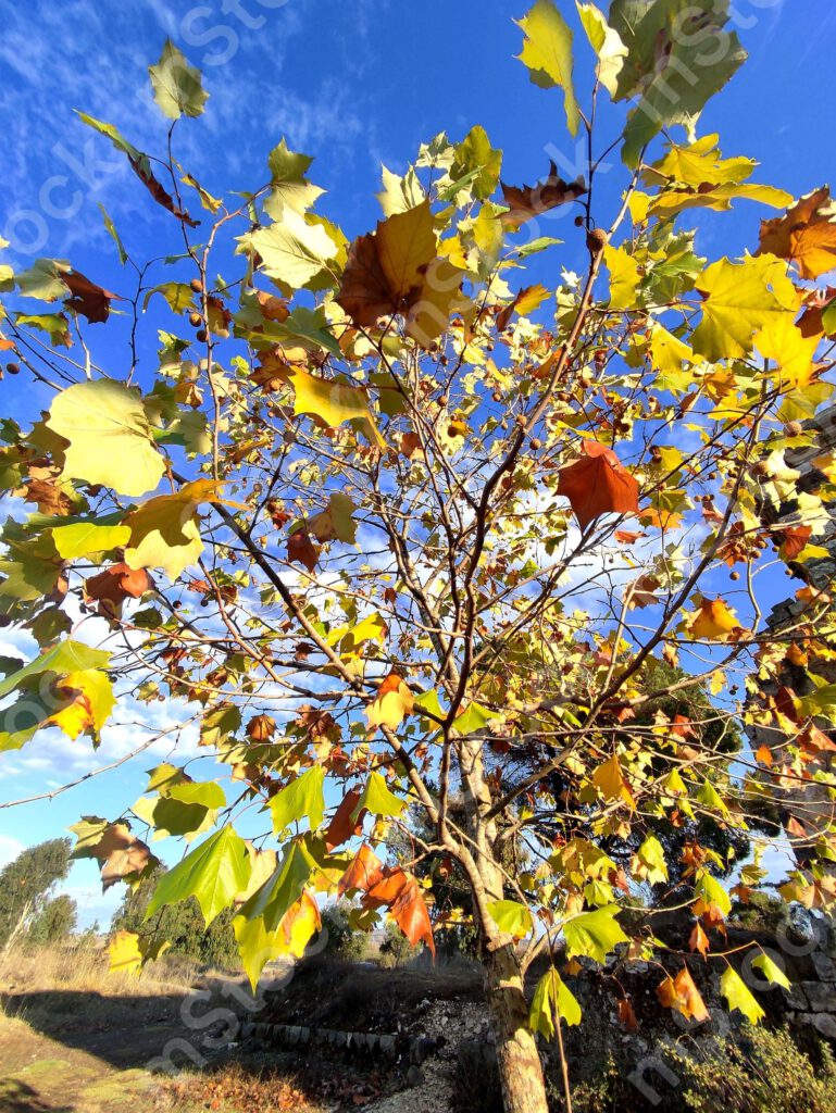 Plane tree in autumn, a celebration of colors preview