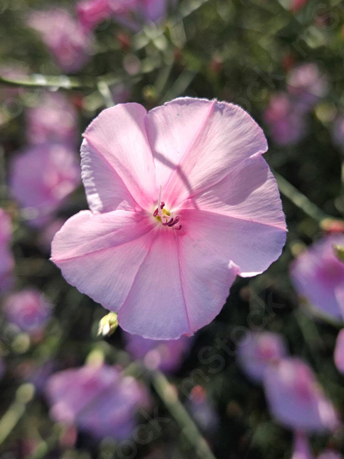 Shades and colors of pink