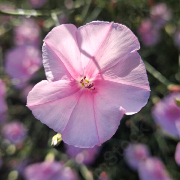 Shades and colors of pink