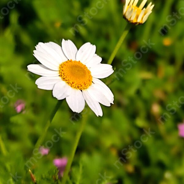 The Chamomile blossom preview