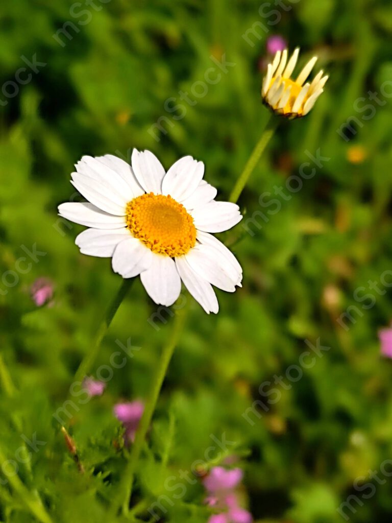 The Chamomile blossom preview