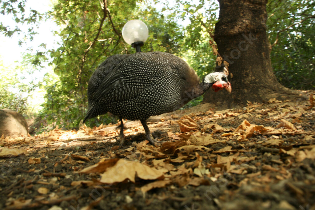 The Helmeted guineafowl with the flashlight on its back, just in case you need it