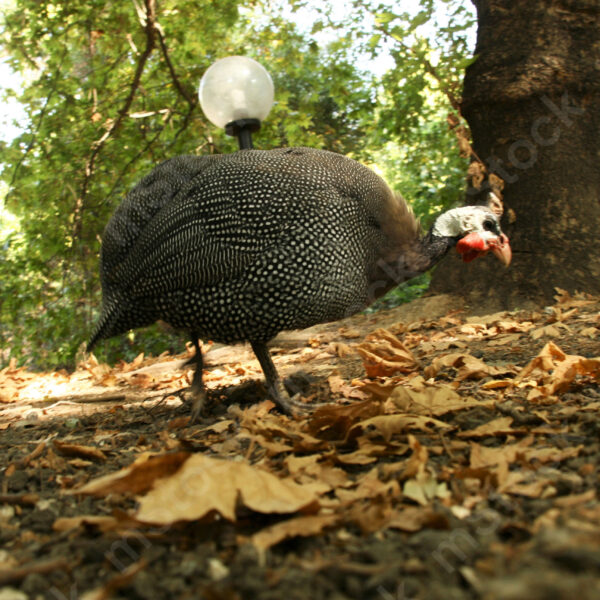 The Helmeted guineafowl with the flashlight on its back, just in case you need it