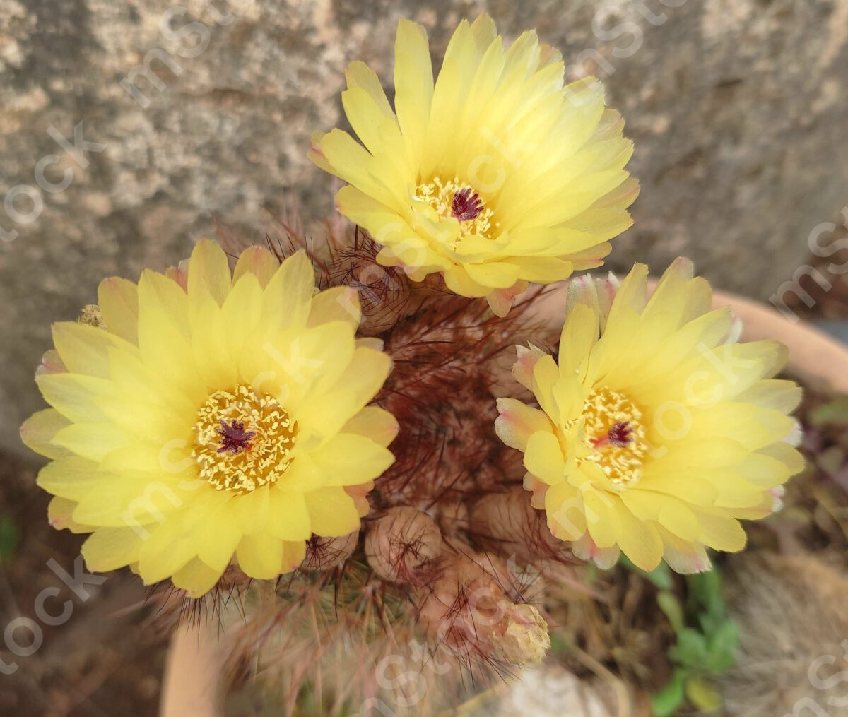 The cactus flowers in full bloom preview