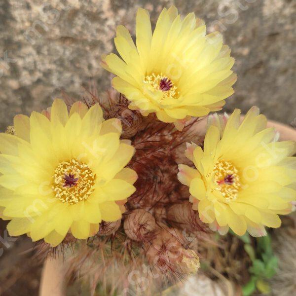 The cactus flowers in full bloom preview