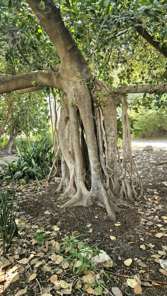 The ficus tree in the dance of life, stretches itself in all directions