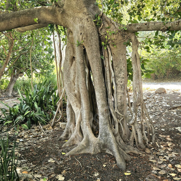 The ficus tree in the dance of life, stretches itself in all directions