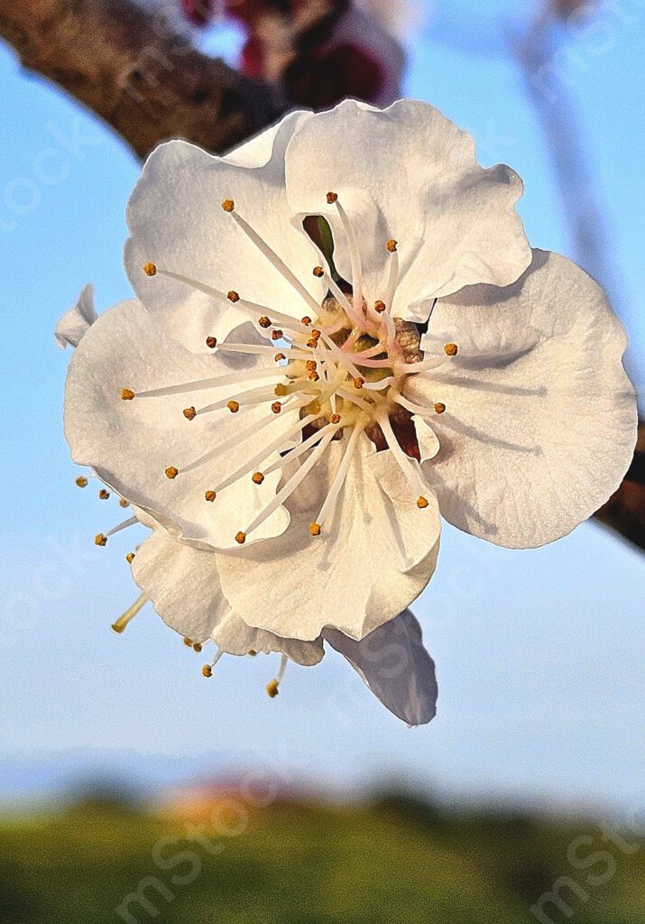 The flowers of the peach tree preview