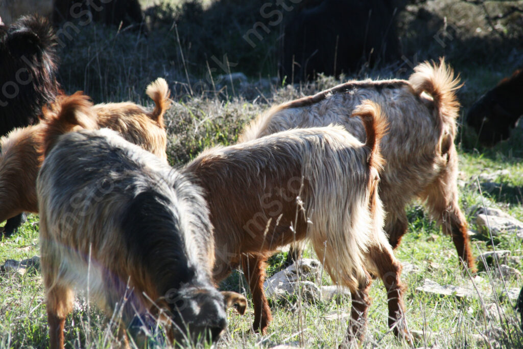 The goats at meal time and their tails up as a sign of pleasure