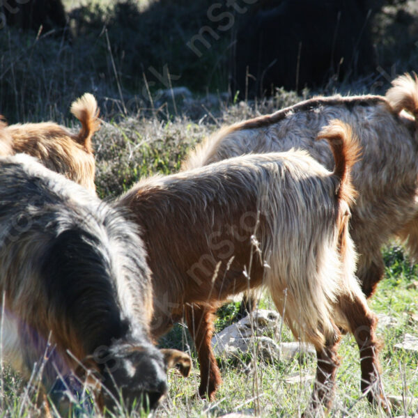 The goats at meal time and their tails up as a sign of pleasure