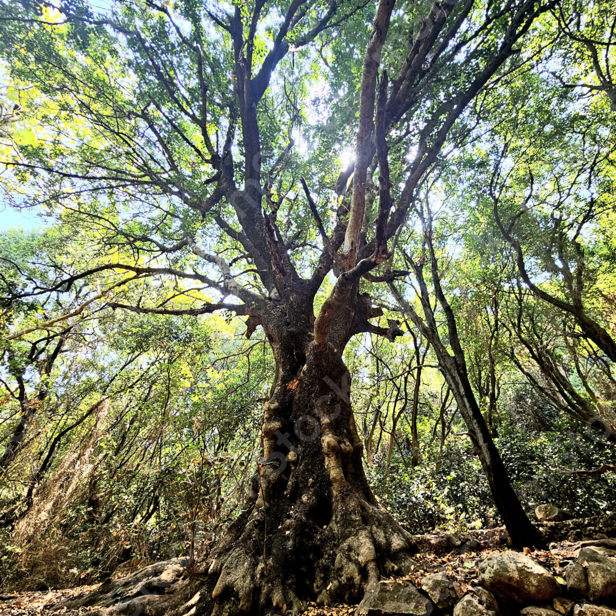 The grove of trees, as if they had gathered for a joint family photo preview