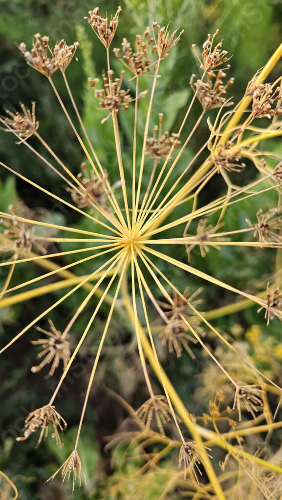 The head of the fennel plant sends out arms full of seeds