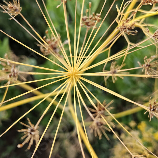 The head of the fennel plant sends out arms full of seeds