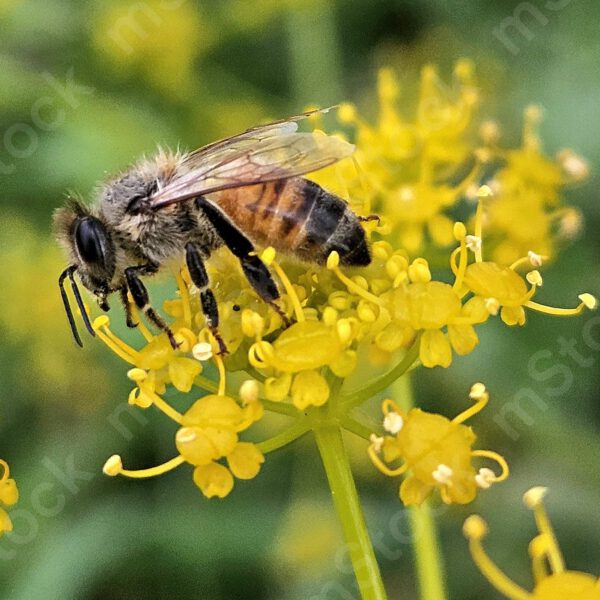 The honey bee in a little moment of rest preview