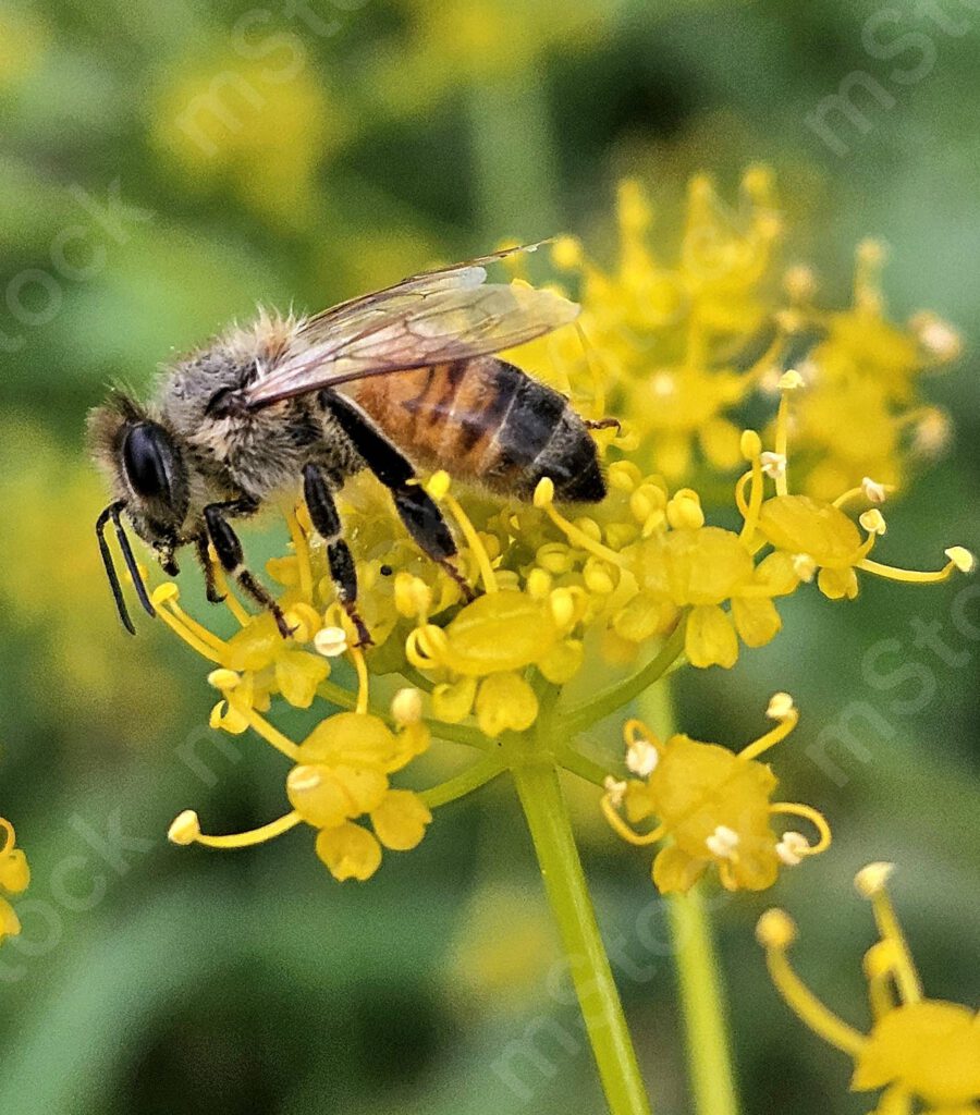 The honey bee in a little moment of rest preview