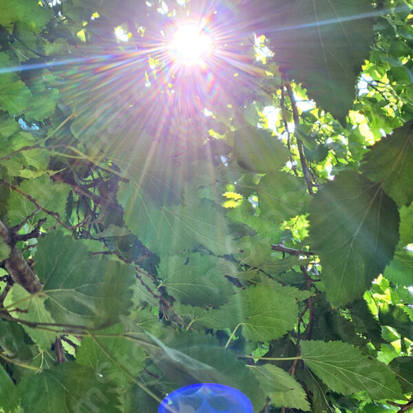 The magic and beauty between the leaves of the mulberry tree