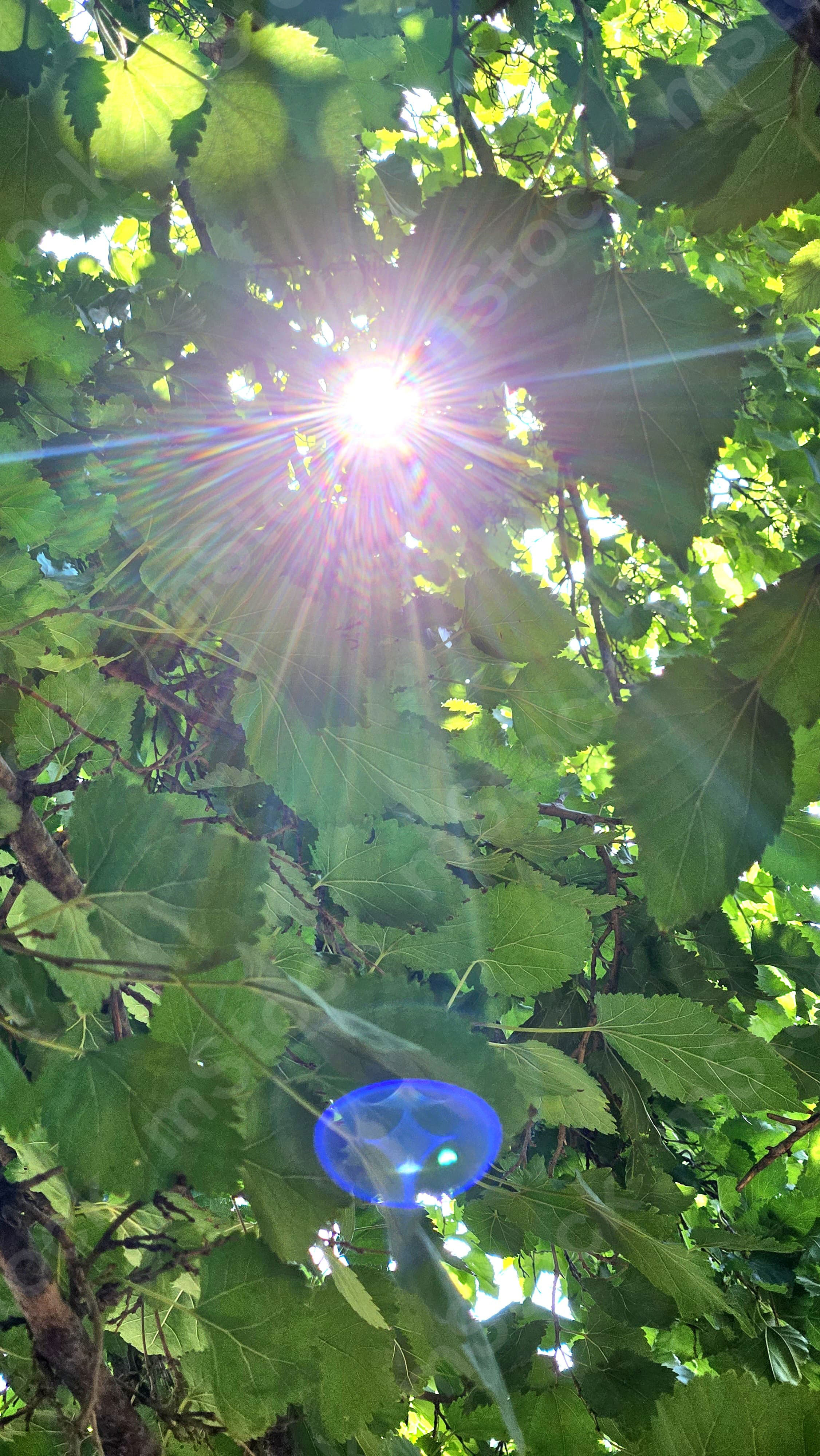 The magic and beauty between the leaves of the mulberry tree