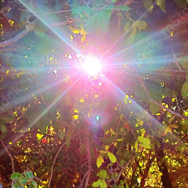 The ray of light penetrating from among the thicket of leaves reveals its special beauty preview