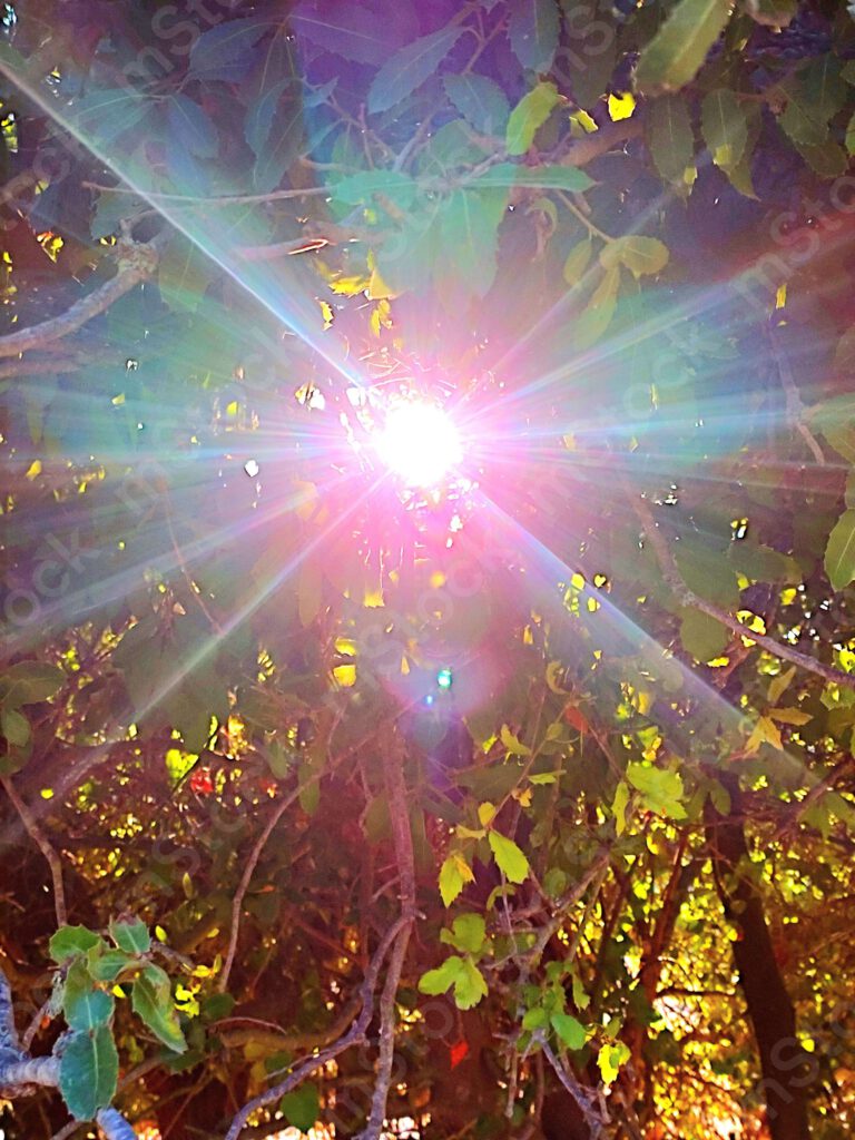 The ray of light penetrating from among the thicket of leaves reveals its special beauty preview