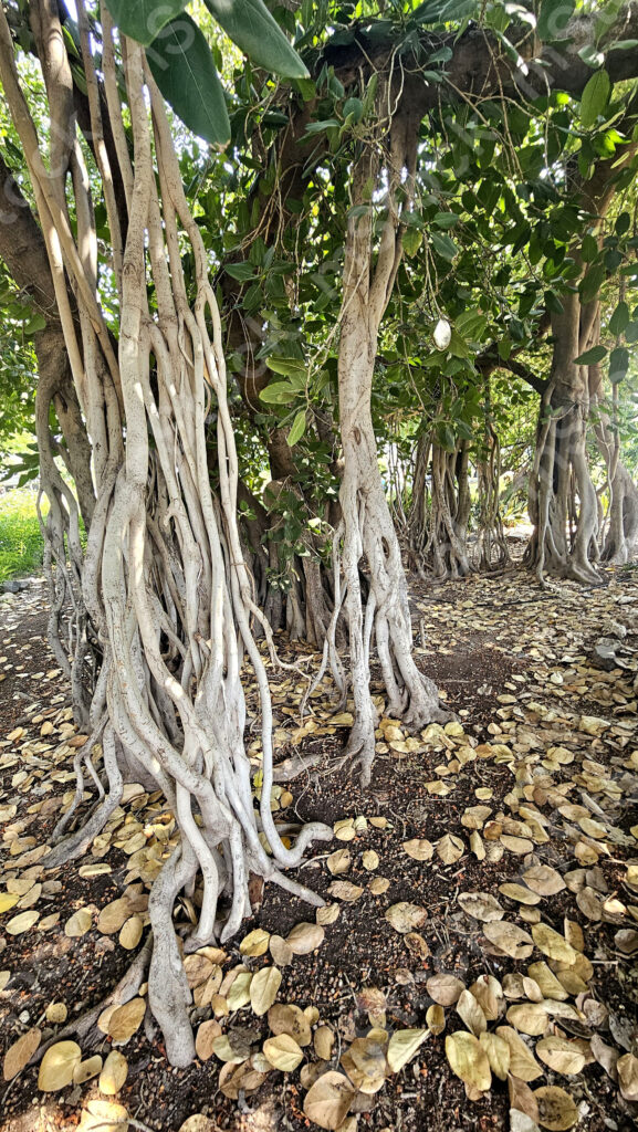 The roots of the Bengal ficus tree look like they are about to dance