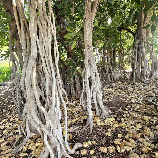 The roots of the Bengal ficus tree look like they are about to dance