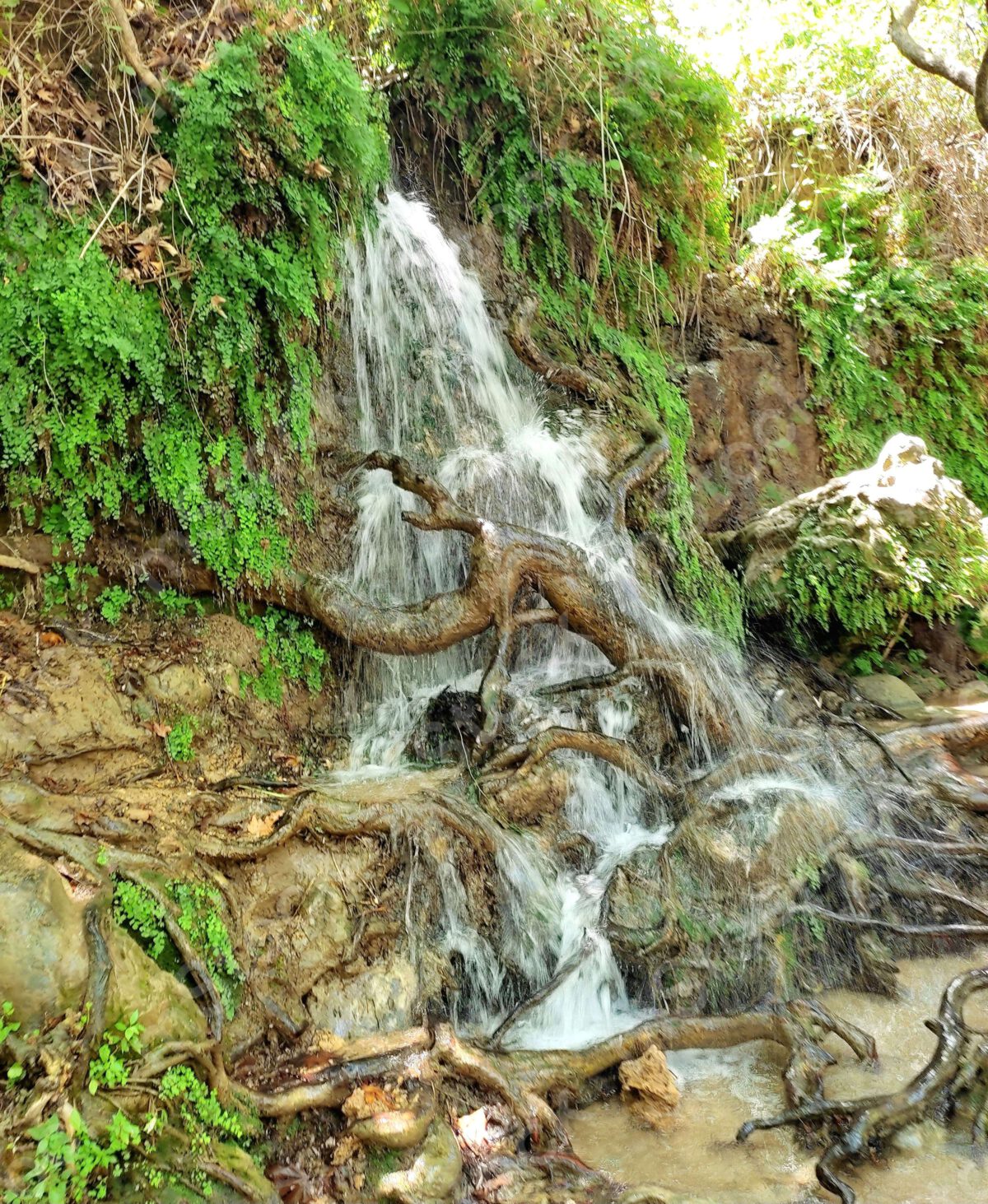 The roots of the trees look like they are clinging and climbing up the waterfall preview